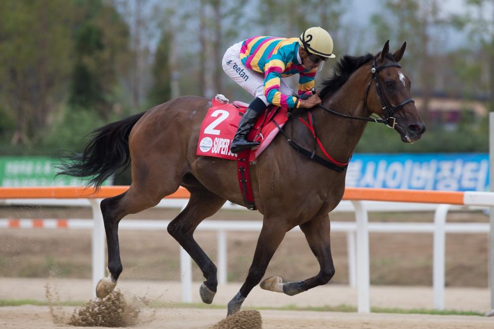 「積多福」大勝對手四個馬位,輕易捧走韓國短途錦標.(香港賽馬會圖片)